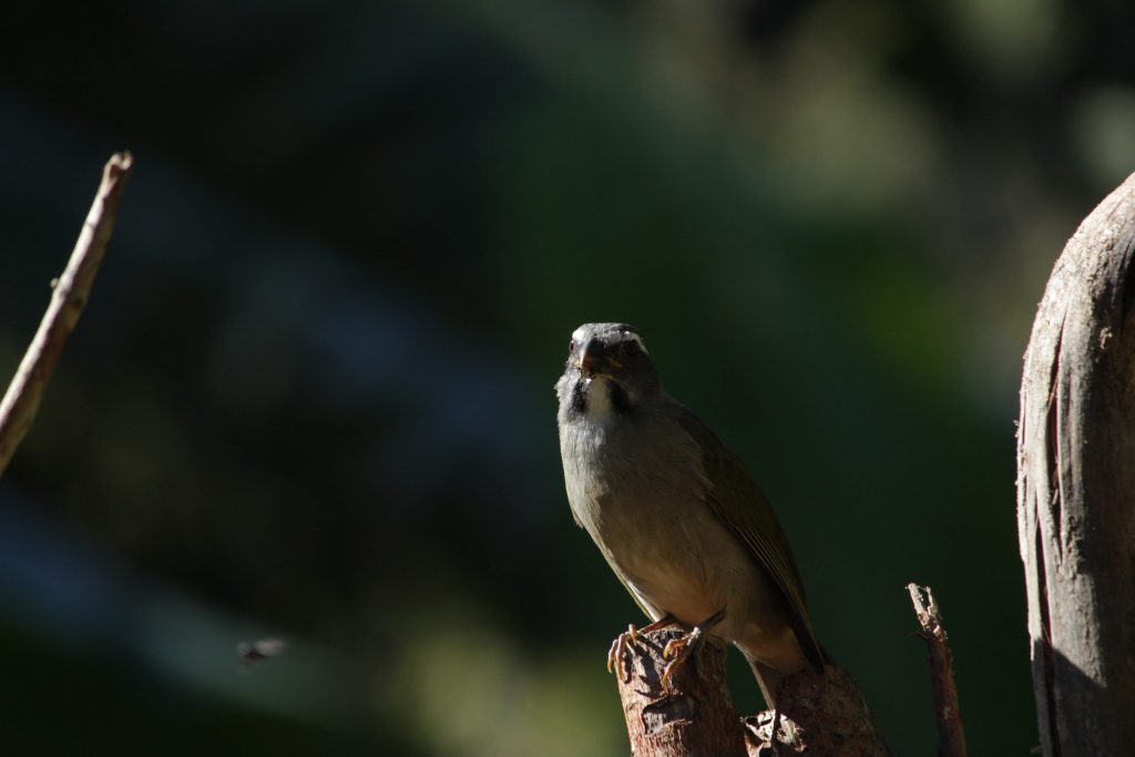 Observação de aves - Birdwatching