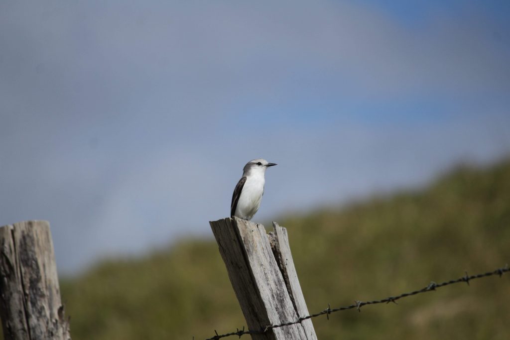 Noivinha-branca - observação de aves - birdwatching