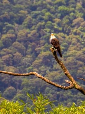 Observação de Aves - Bridwatching -São Bento do Sapucaí